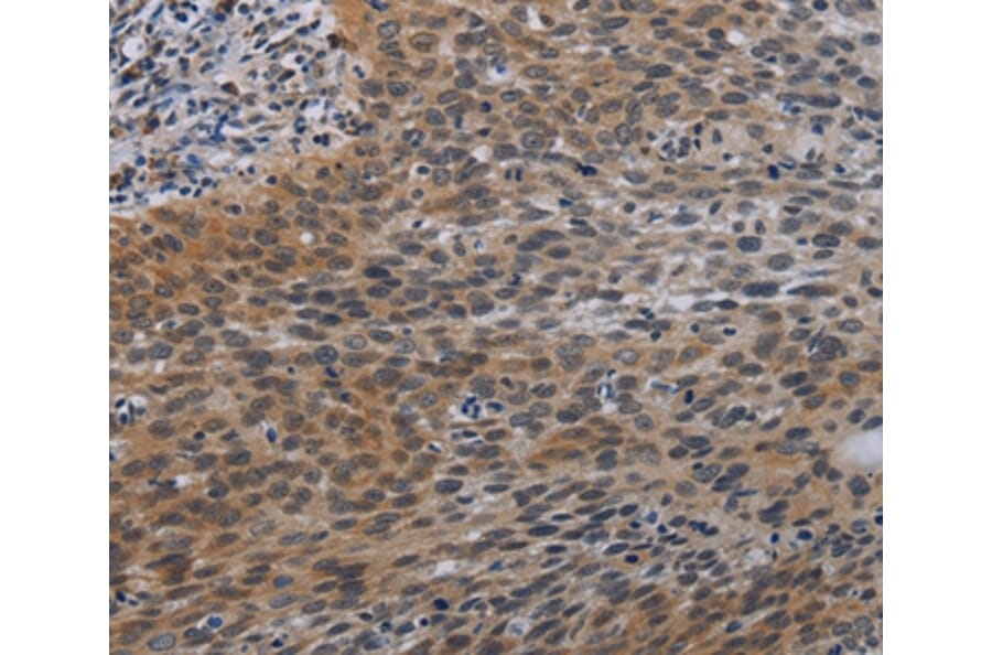 Immunohistochemistry - CCL1 Antibody from Signalway Antibody (37765) - Antibodies.com