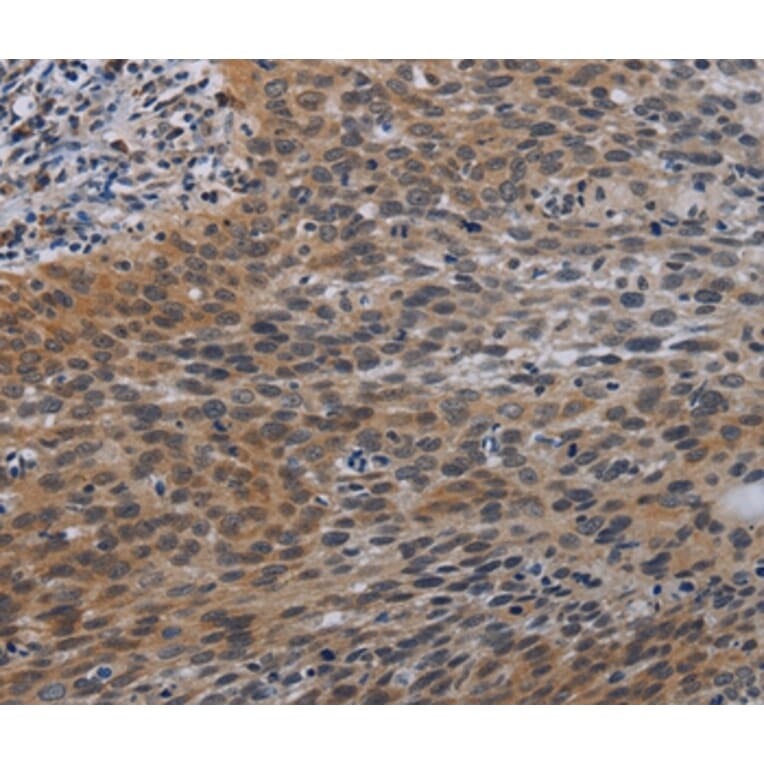 Immunohistochemistry - CCL1 Antibody from Signalway Antibody (37765) - Antibodies.com