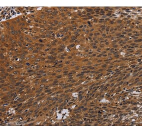 Immunohistochemistry - PNOC Antibody from Signalway Antibody (37771) - Antibodies.com