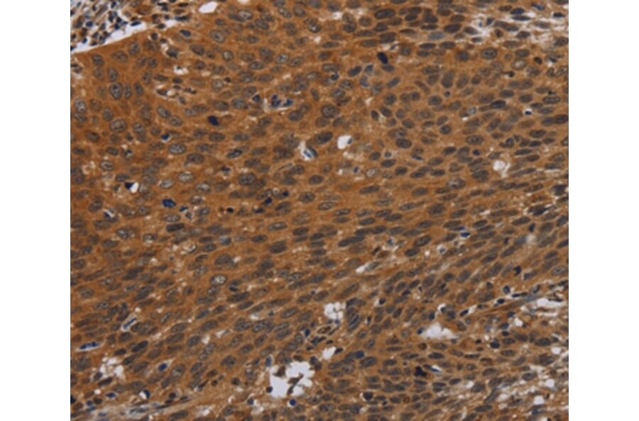 Immunohistochemistry - PNOC Antibody from Signalway Antibody (37771) - Antibodies.com