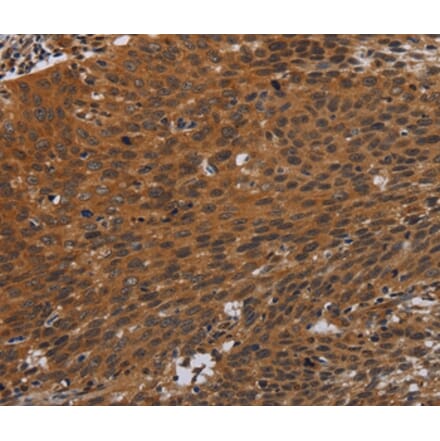 Immunohistochemistry - PNOC Antibody from Signalway Antibody (37771) - Antibodies.com