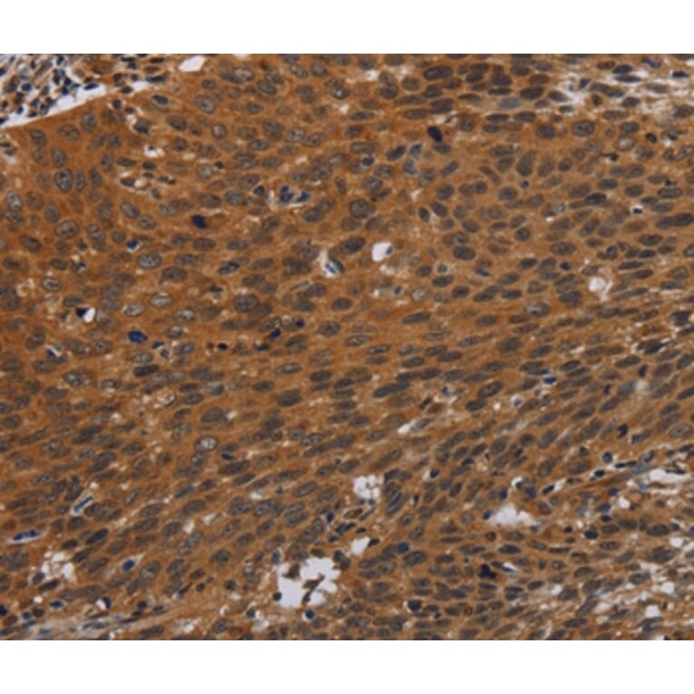 Immunohistochemistry - PNOC Antibody from Signalway Antibody (37771) - Antibodies.com
