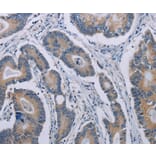 Immunohistochemistry - NOX1 Antibody from Signalway Antibody (37772) - Antibodies.com