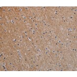 Immunohistochemistry - NOX1 Antibody from Signalway Antibody (37772) - Antibodies.com