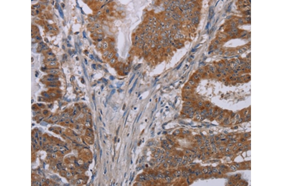 Immunohistochemistry - NOX3 Antibody from Signalway Antibody (37773) - Antibodies.com