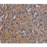Immunohistochemistry - NPC1 Antibody from Signalway Antibody (37774) - Antibodies.com
