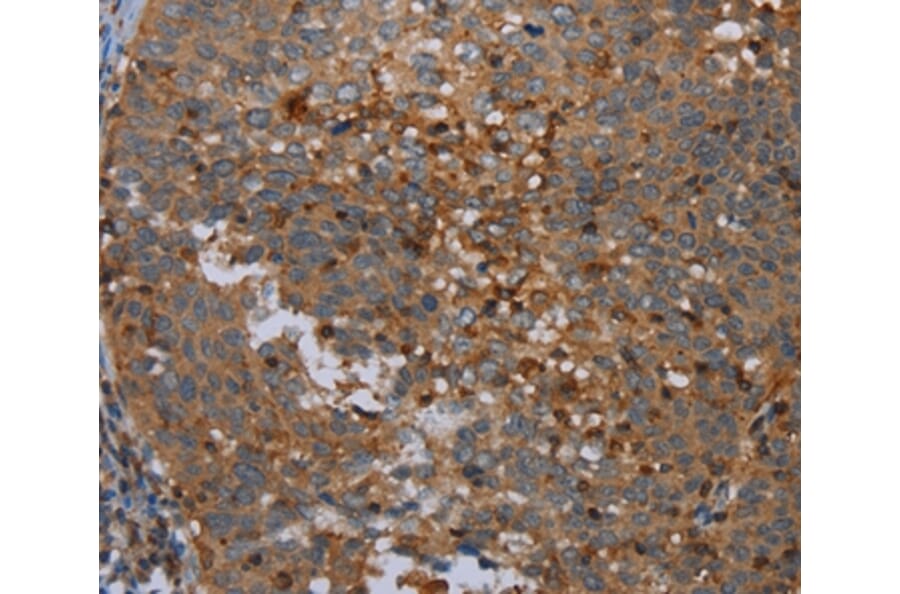 Immunohistochemistry - OTOR Antibody from Signalway Antibody (37784) - Antibodies.com