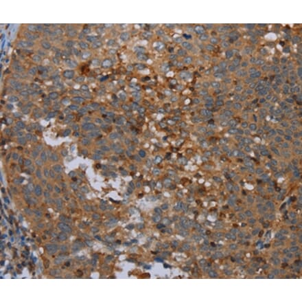 Immunohistochemistry - OTOR Antibody from Signalway Antibody (37784) - Antibodies.com