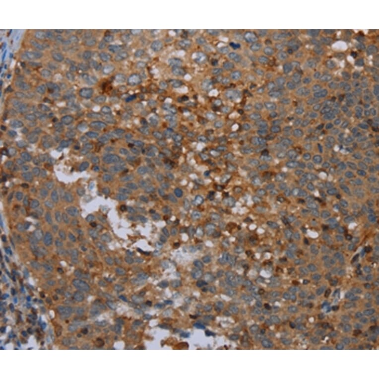 Immunohistochemistry - OTOR Antibody from Signalway Antibody (37784) - Antibodies.com