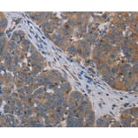 Immunohistochemistry - OTOR Antibody from Signalway Antibody (37784) - Antibodies.com