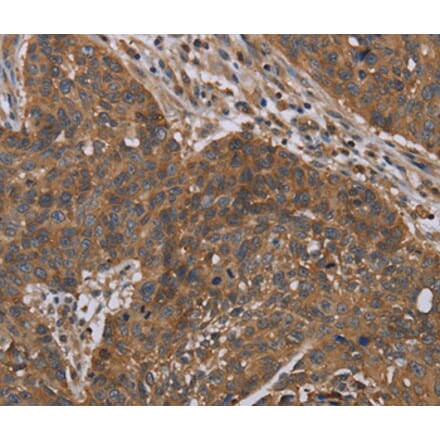 Immunohistochemistry - OXTR Antibody from Signalway Antibody (37785) - Antibodies.com