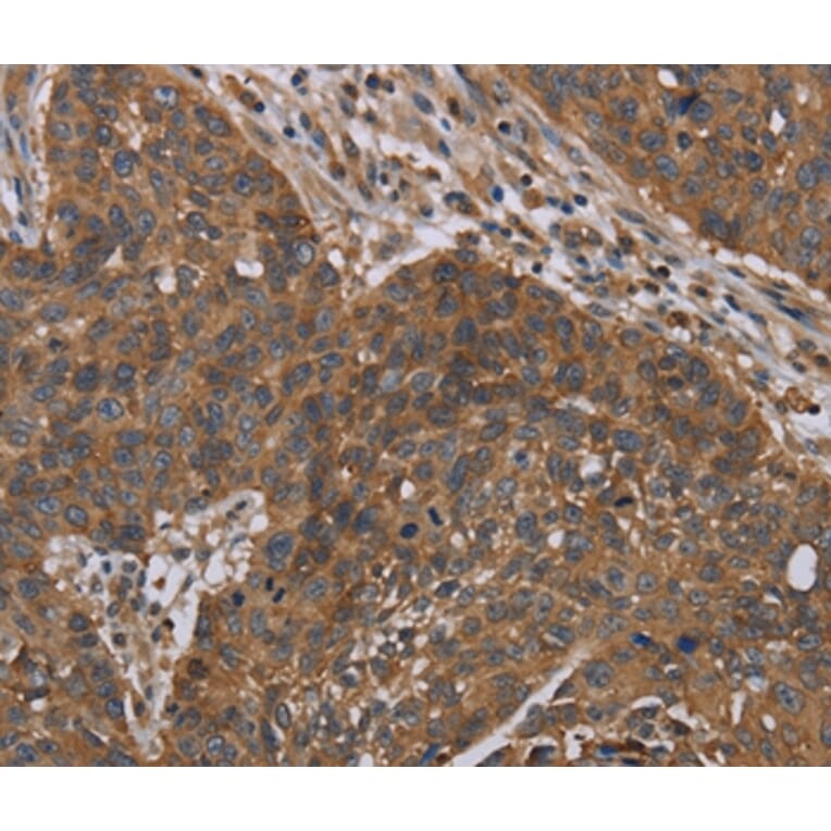 Immunohistochemistry - OXTR Antibody from Signalway Antibody (37785) - Antibodies.com