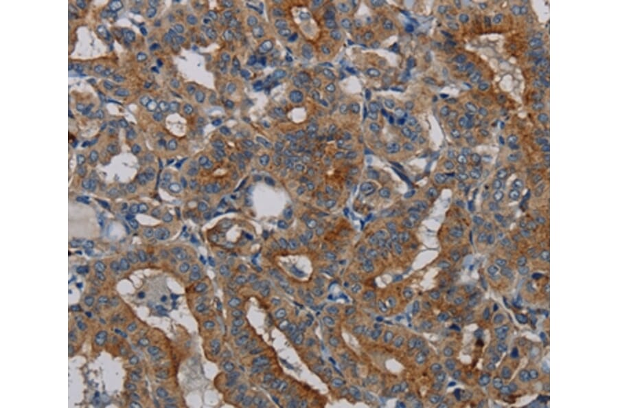 Immunohistochemistry - PER2 Antibody from Signalway Antibody (37814) - Antibodies.com