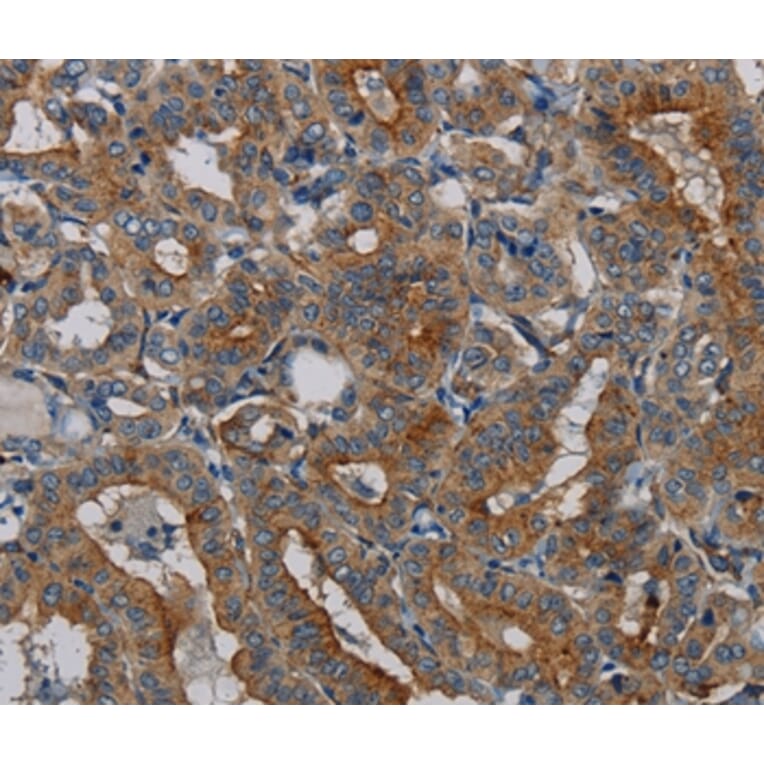 Immunohistochemistry - PER2 Antibody from Signalway Antibody (37814) - Antibodies.com