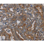 Immunohistochemistry - PER2 Antibody from Signalway Antibody (37814) - Antibodies.com