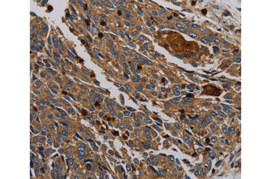 Immunohistochemistry - PER2 Antibody from Signalway Antibody (37814) - Antibodies.com
