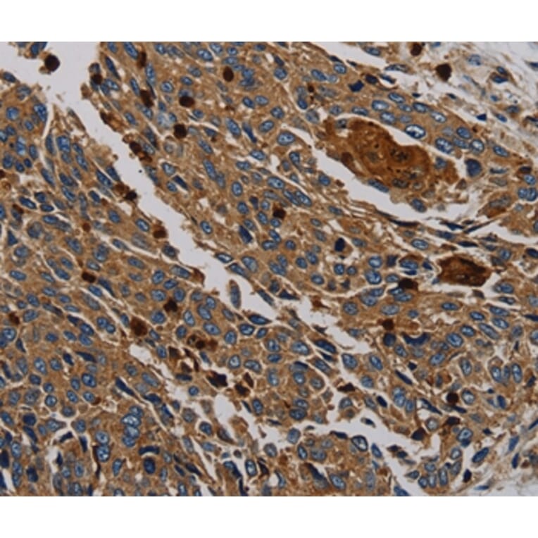 Immunohistochemistry - PER2 Antibody from Signalway Antibody (37814) - Antibodies.com
