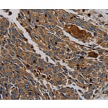 Immunohistochemistry - PER2 Antibody from Signalway Antibody (37814) - Antibodies.com