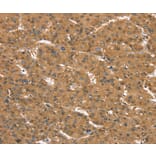 Immunohistochemistry - CD97 Antibody from Signalway Antibody (37886) - Antibodies.com
