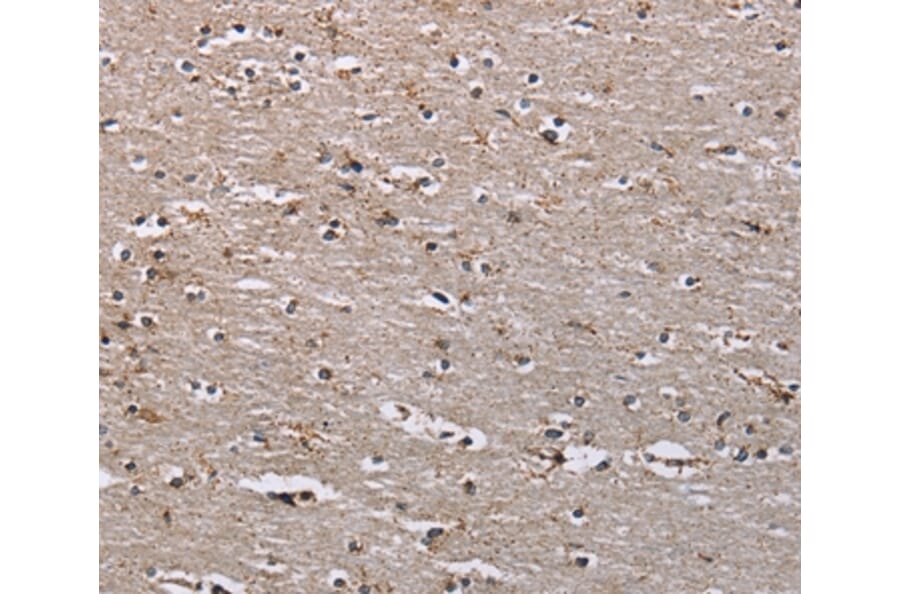 Immunohistochemistry - IQCJ Antibody from Signalway Antibody (37897) - Antibodies.com