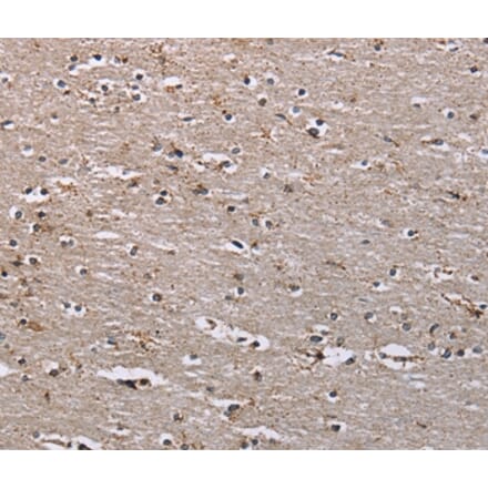 Immunohistochemistry - IQCJ Antibody from Signalway Antibody (37897) - Antibodies.com