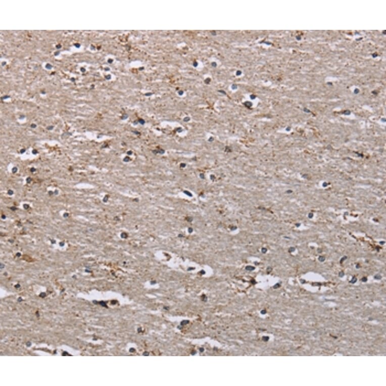 Immunohistochemistry - IQCJ Antibody from Signalway Antibody (37897) - Antibodies.com