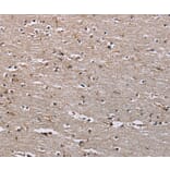 Immunohistochemistry - IQCJ Antibody from Signalway Antibody (37897) - Antibodies.com