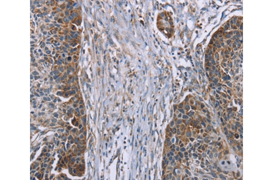 Immunohistochemistry - IQCJ Antibody from Signalway Antibody (37897) - Antibodies.com