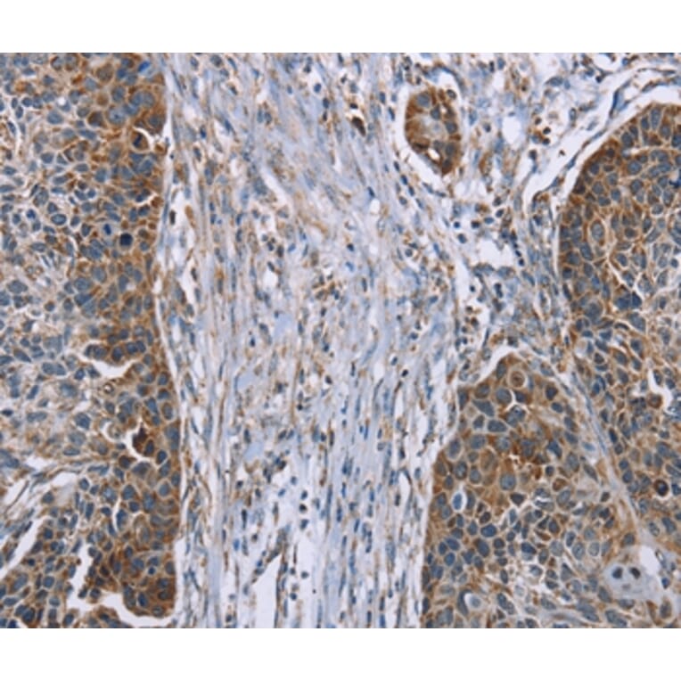 Immunohistochemistry - IQCJ Antibody from Signalway Antibody (37897) - Antibodies.com