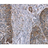 Immunohistochemistry - IQCJ Antibody from Signalway Antibody (37897) - Antibodies.com