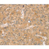 Immunohistochemistry - SNX2 Antibody from Signalway Antibody (37963) - Antibodies.com