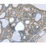 Immunohistochemistry - SOD4 Antibody from Signalway Antibody (37969) - Antibodies.com