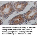 ETFA Antibody from Signalway Antibody (39354) - Antibodies.com