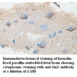 Sin1 Antibody from Signalway Antibody (39431) - Antibodies.com