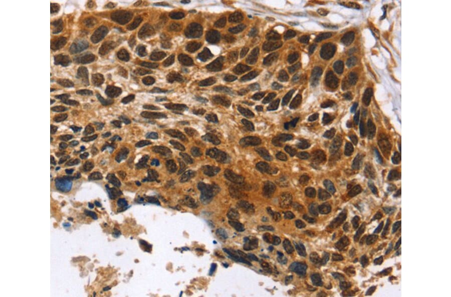 Immunohistochemistry - CDX1 Antibody from Signalway Antibody (40057) - Antibodies.com