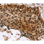 Immunohistochemistry - CDX1 Antibody from Signalway Antibody (40057) - Antibodies.com