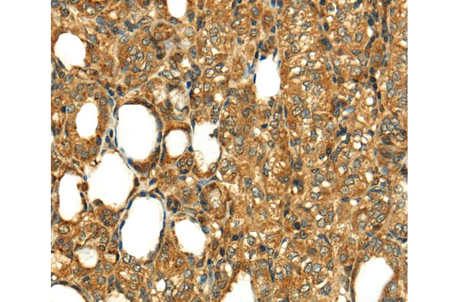 Immunohistochemistry - RLN1 Antibody from Signalway Antibody (40073) - Antibodies.com