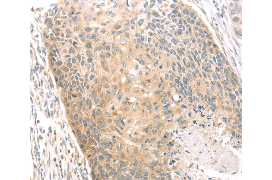 Immunohistochemistry - SCAP Antibody from Signalway Antibody (40093) - Antibodies.com