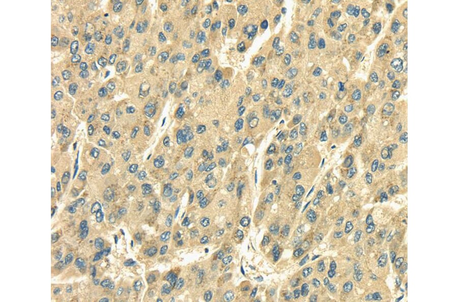 Immunohistochemistry - SDF4 Antibody from Signalway Antibody (40095) - Antibodies.com
