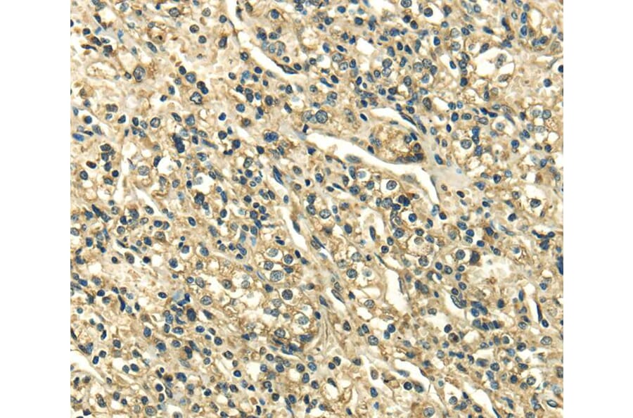 Immunohistochemistry - SDF4 Antibody from Signalway Antibody (40095) - Antibodies.com