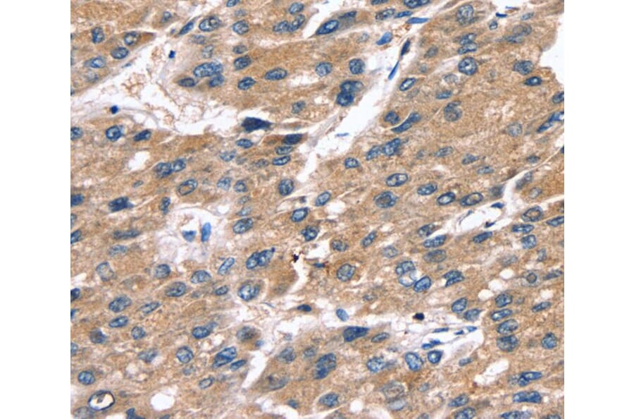 Immunohistochemistry - SRGN Antibody from Signalway Antibody (40117) - Antibodies.com