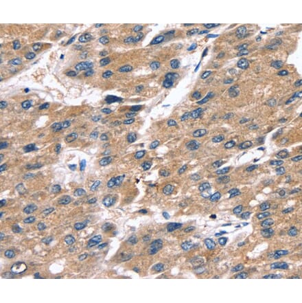 Immunohistochemistry - SRGN Antibody from Signalway Antibody (40117) - Antibodies.com
