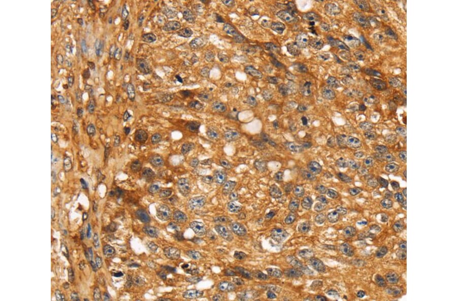 Immunohistochemistry - STC1 Antibody from Signalway Antibody (40121) - Antibodies.com