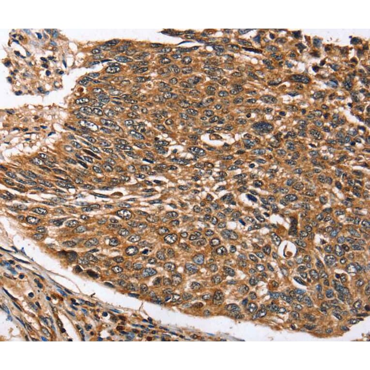Immunohistochemistry - STC1 Antibody from Signalway Antibody (40121) - Antibodies.com