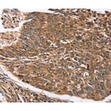 Immunohistochemistry - STC1 Antibody from Signalway Antibody (40121) - Antibodies.com