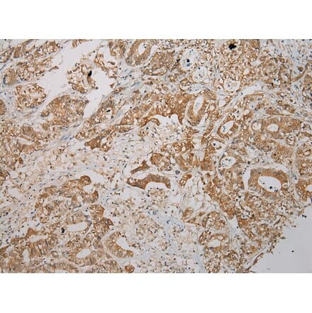 Immunohistochemistry - STX7 Antibody from Signalway Antibody (40126) - Antibodies.com