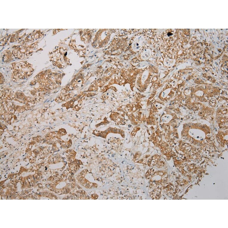 Immunohistochemistry - STX7 Antibody from Signalway Antibody (40126) - Antibodies.com