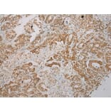 Immunohistochemistry - STX7 Antibody from Signalway Antibody (40126) - Antibodies.com