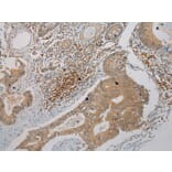 Immunohistochemistry - STX7 Antibody from Signalway Antibody (40126) - Antibodies.com