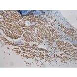 Immunohistochemistry - NME8 Antibody from Signalway Antibody (40171) - Antibodies.com